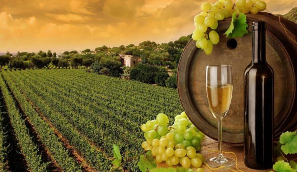 Best Vineyards In Bangalore