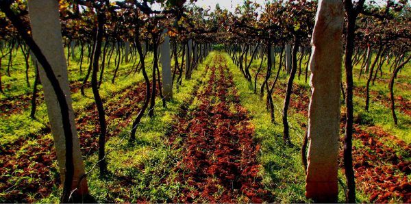 self drive trip to winery, bengaluru - Nandi Hills winery