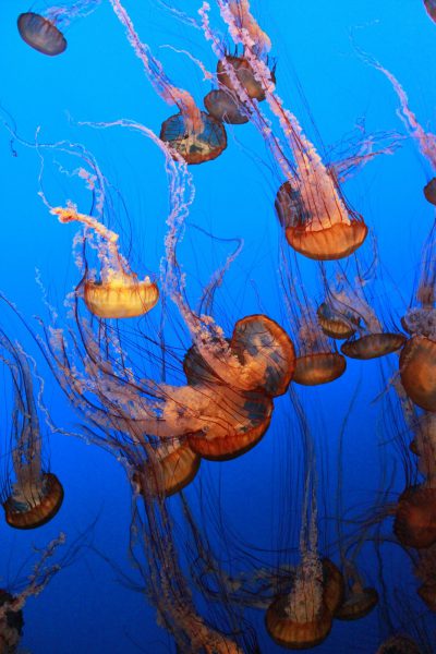 Big Sur California Monterey Bay Aquarium