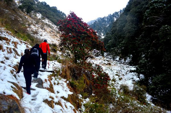 Snow Trekking 