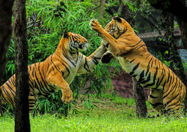 Places to visit during winters Sunderbans from Kolkata