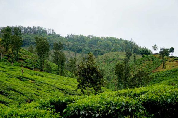 CHIKMAGALUR